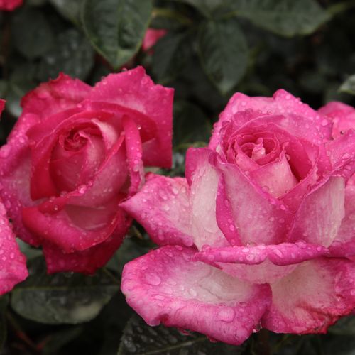 Gärtnerei - Rosa Rose Gaujard - rosa - teehybriden-edelrosen - diskret duftend - Jean-Marie Gaujard - Geeignet als Schnittblume, als Hecke und auch für Randbeete. Gesunde, robuste, leicht zu züchtende Sorte. Leichter aber frischer, fruchtiger Rosenduft.
